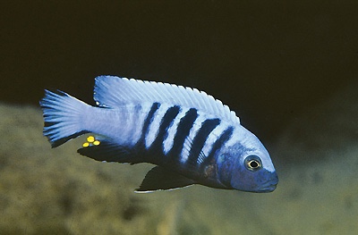 Maylandia pulpican 'Maingano Island'